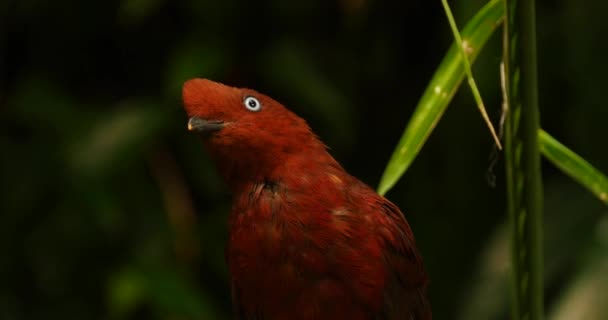 Barevný červený pták při pohledu na fotoaparát