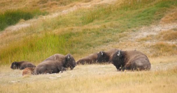 Κοπάδι Των Άγριων Bison Buffalo Στο Εθνικό Πάρκο Yellowstone Ουαϊόμινγκ — Αρχείο Βίντεο