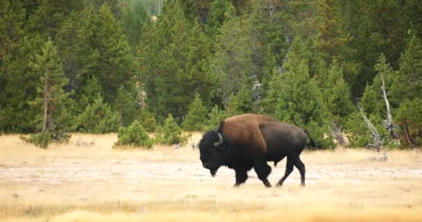 Диких Зубри Buffalo Роумінг Єллоустоунський Національний Парк Wyoming — стокове відео