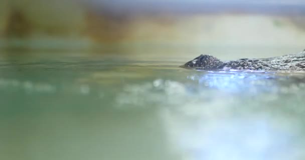 ワニの水のショットに忍び寄る — ストック動画