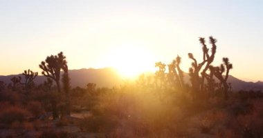 Zaman atlamalı: Joshua Tree National Park, Kaliforniya çöl günbatımında