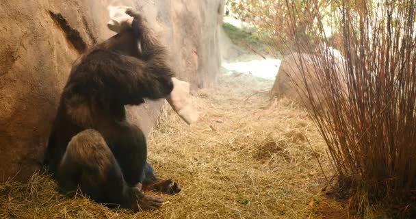 Gorilla mit Handtuch auf Schultern im Zoo