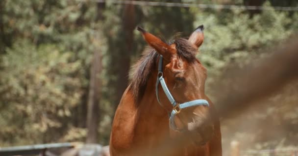 Portrait Majestic Horse — Stock Video