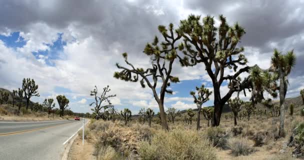 Autót Vezet Keresztül Gyönyörű Scenic Highway Keresztül Joshua Tree National — Stock videók