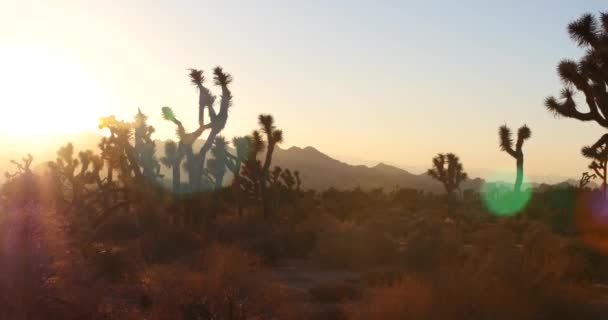 Joshua Tree Ηλιοβασίλεμα Panning Έρημο Shot Καλιφόρνια — Αρχείο Βίντεο