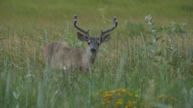 Otlatma katır geyiği görünüyor kadar kamera, Yosemite Milli Parkı