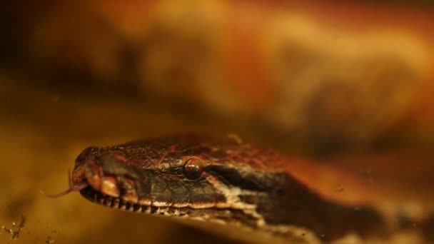 Zpomalený Pohyb Hadí Syčení Vyplazeným — Stock video