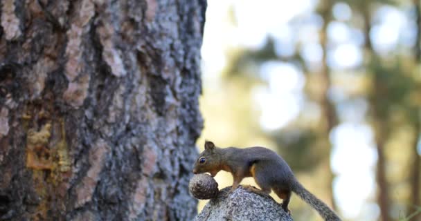 Portrait Cute Grey Squirrel Pine Cone — Stock Video