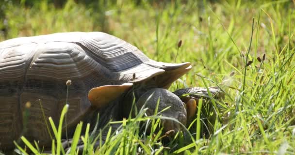 Гигантская Черепаха Пасущаяся Траве Крупным Планом — стоковое видео