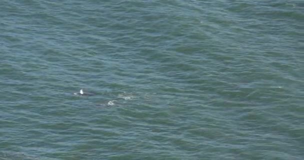 Baleines Bosse Spurting Water Playing — Video