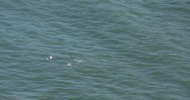 Humpback Whales Spurting Water Playing — Stock Video