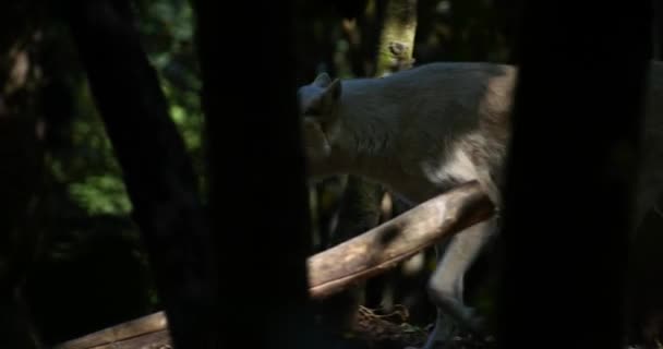 Arctic Wolf Pack Wilki Spaceru Lesie — Wideo stockowe