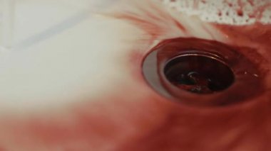 Kan havuzu olarak lavabo / Havzası, çamaşır, Cadılar Bayramı için Up kapatın / korku