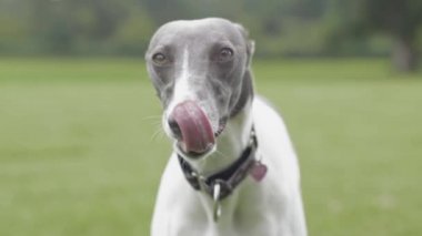 Genç olan köpek yakından - süper ağır çekim dudaklar - yalama