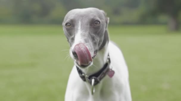 Ταχύπους Σκύλος Κυνοδρομίας Νεαρό Σκυλί Γλείφει Χείλη Κλείνω Σούπερ Αργή — Αρχείο Βίντεο