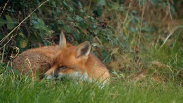 Sleeping Urban Fox Wakes  Looks Up, Slow Motion