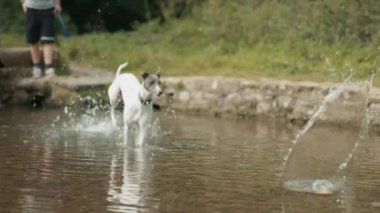 Tazı köpek suya atlamak ve yakala topu - süper ağır çekim