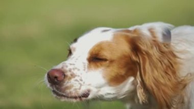 Tırmalamak & dudaklar, ağır çekim yalama sevimli genç Cocker Spaniel köpek portresi