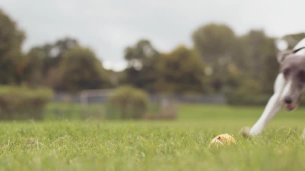 Jovem Whippet Dog Fetches Bola Tênis Close Super Slow Motion — Vídeo de Stock