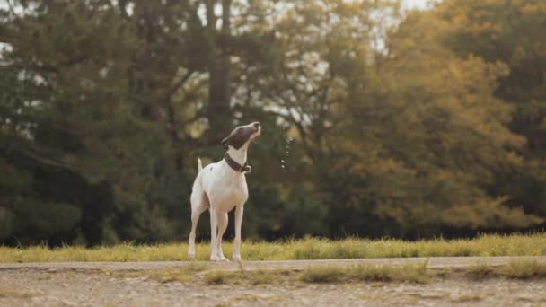 ウィペット犬水を振り切り 超スローモーション 自分自身を乾燥 — ストック動画
