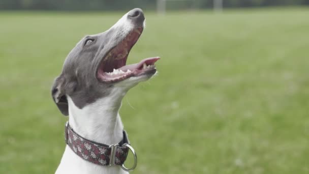 Κοντινό Του Σκύλου Ταχύπους Σκύλος Κυνοδρομίας Λαχάνιασμα Σούπερ Αργή Κίνηση — Αρχείο Βίντεο
