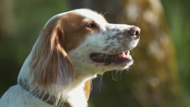 Retrato Bonito Jovem Galo Spaniel Cão Ofegante Câmera Lenta — Vídeo de Stock