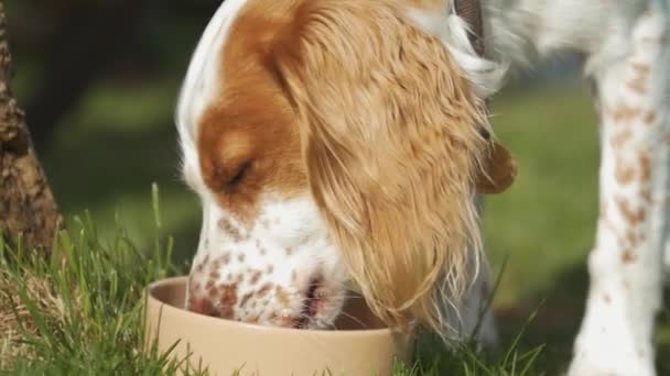 ボウル スローモーションからかわいい若いコッカースパニエル犬の飲料水の肖像画 — ストック動画