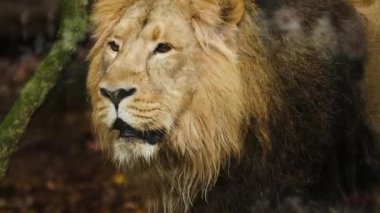 Yetişkin erkek aslan, Hayvanat Bahçesi, ağır çekim esaret portre