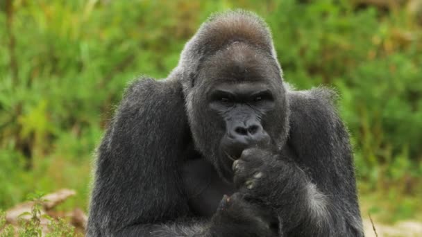 Nahaufnahme Porträt Eines Erwachsenen Männlichen Gorillas — Stockvideo