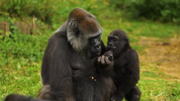 Mutter Und Baby Gorilla Spielen Zusammen — Stockvideo