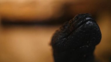 Kertenkele Clawing kamera lensi, makro yakından