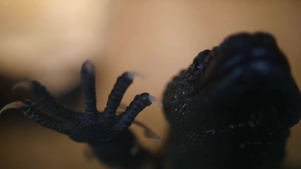 Lagarto Clawing Camera Lens Fechar Macro — Vídeo de Stock