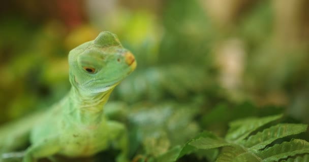 Портрет Зеленого Ящірка Крупним Планом — стокове відео