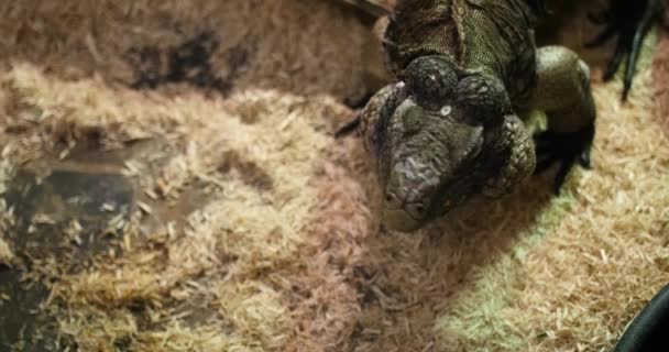 Masculino Lagarto Cabeça Bobbing Gaiola — Vídeo de Stock