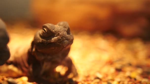 Panela Lenta Lagarto Gaiola — Vídeo de Stock