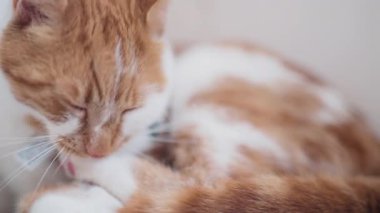 Şirin Ginger Cat kendisi temizlik portresi