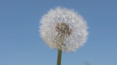 Karahindiba saat üfleme, yakın çekim