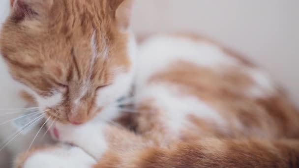 Porträt Der Süßen Ingwerkatze Die Sich Selbst Putzt — Stockvideo