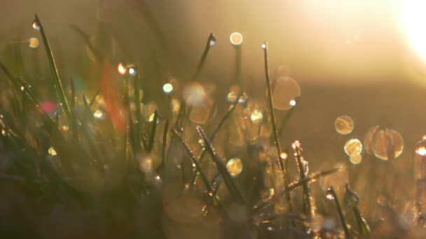 Gotas Rocío Lluvia Chispeante Hierba Durante Amanecer Primer Plano Macro — Vídeo de stock