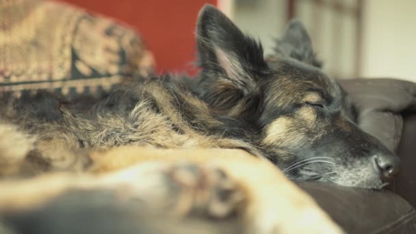 Porträt Eines Schläfrigen Schäferhundes Auf Dem Sofa Liegend — Stockvideo