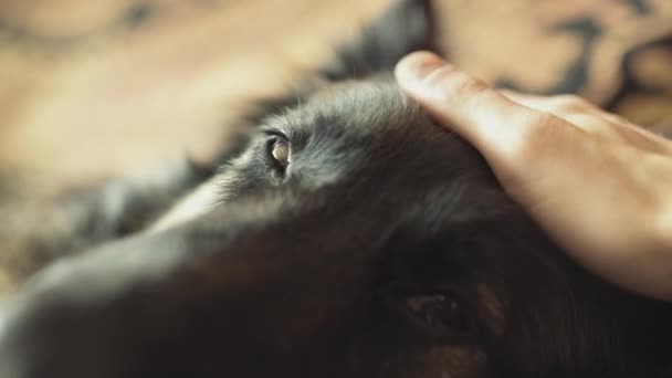 Acariciando Pastor Alemán Perro Acostado Sofá — Vídeos de Stock