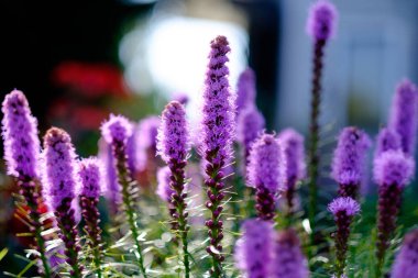 Bahar çiçekleri, bitkiler ve çiçekler