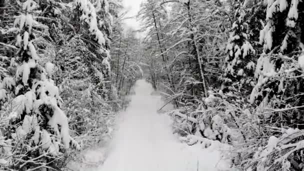 Πτήση Πάνω Από Χειμερινό Δάσος Εναέρια Θέα Χειμερινό Δάσος — Αρχείο Βίντεο