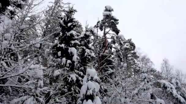 Krásný Výhled Zasněžené Zimní Lesy — Stock video