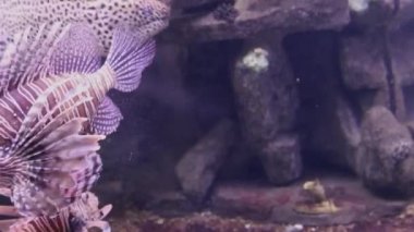 Yırtıcı açık ağızlı Moray büyük bir akvaryumda dinamik olarak yüzüyor