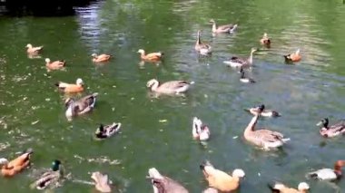 Merkez hayvanat bahçesinde güneşli bir günde gölde ekmek ile ördek ve kaz besleme