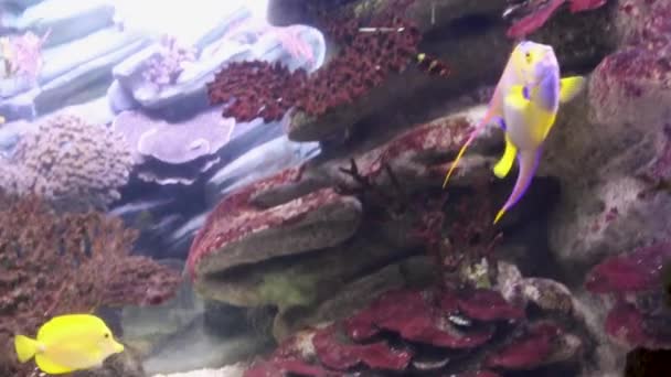 Coral Reef Fish Swims Large Aquarium — Stock Video