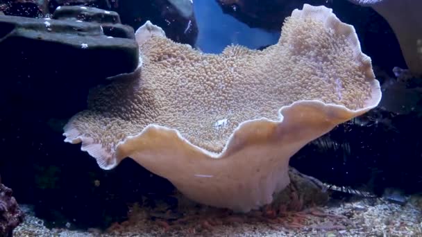 Metarchodactis Vida Coralina Bajo Agua Slo Motion — Vídeo de stock