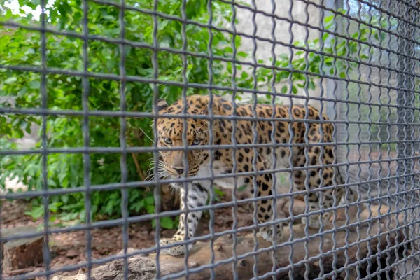 Hayvanat bahçesinde Jaguar. Yırtıcı görünüm