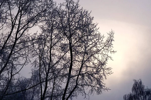 Corona de árboles en el cielo del amanecer — Foto de Stock